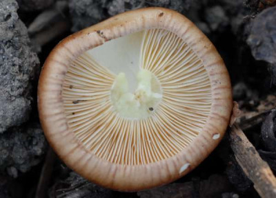Pilz2_Hut_pur-358-klein.jpg