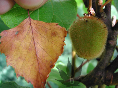 actninidia_chinensis_men4.jpg