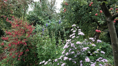 Beginn Aconitum.JPG