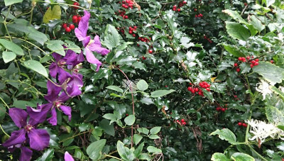 Letzte Clematis.JPG