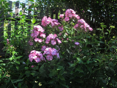 phloxrosa1.JPG