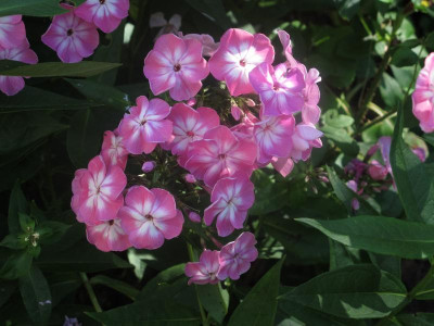 phloxrosa4.JPG
