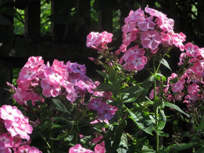 phloxrosa5.JPG