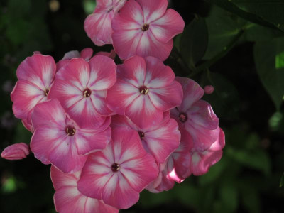 phloxrosa8.JPG