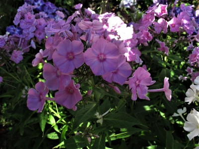 phloxsumavarosa.JPG