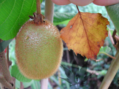 actninidia_chinensis_hay3.jpg