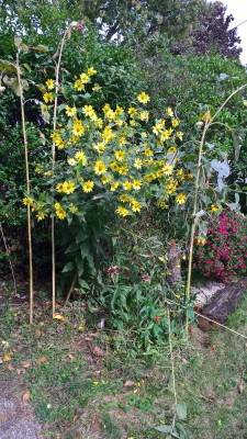 WP_20200926_13_17_23_Pro.jpg