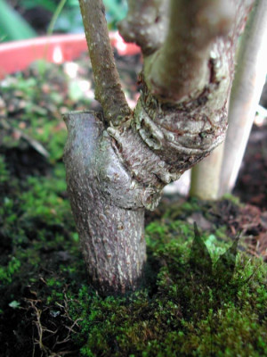 actninidia_chinensis_hay4.jpg