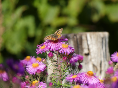 2020-09-29 Gartenimpressionen 2.jpg