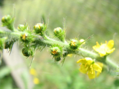 comp_foto200807.jpg