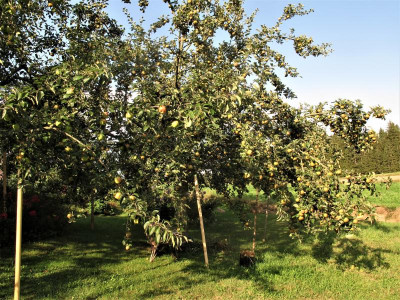 gravensteiner2.img.JPG