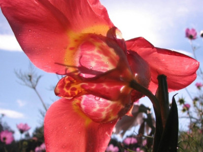 comp_foto200808.jpg