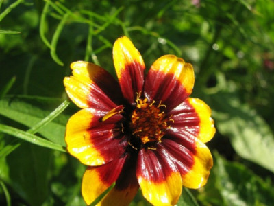 comp_foto200809.jpg