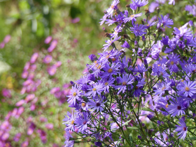 2020-09-29 Aster 'Treffpunkt' 1.jpg