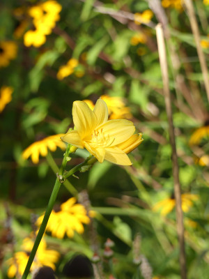 2020-09-29 Hemerocallis 1.jpg