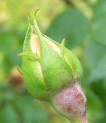 jungere_Knospe.jpg