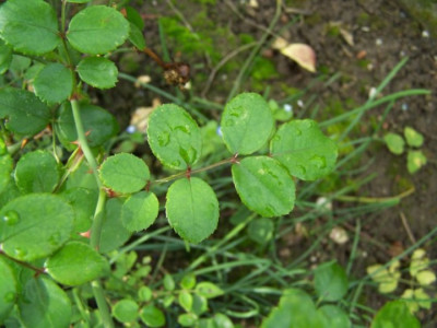 ein_Blatt.jpg