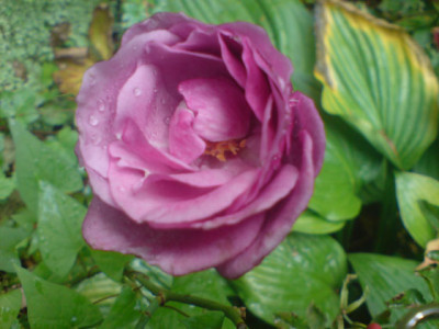 fragrant_plum_okt_07_1.JPG