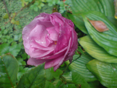 fragrant_plum_okt_07_2.JPG