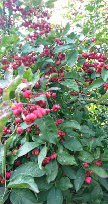 Euonymus eur..JPG