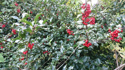 Ilex meserveae.JPG