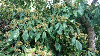 Hedera colch..JPG