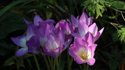 ROSY DAWN.JPG