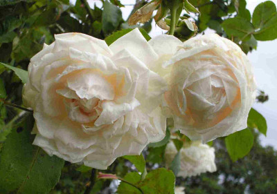 Furstin_von_Pless_klein_P7290288.jpg