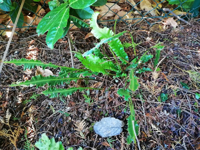 IMG_20200930_091419_Asplenium_scolopendrium_angefressen.jpg