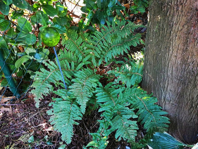 IMG_20200930_091506_Polystichum_retroso-paleaceum.jpg