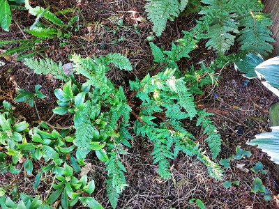 IMG_20200930_091527_Polystichum_setiferum_Nantes.jpg