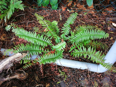 IMG_20200927_114906_Polystichum_munitum.jpg