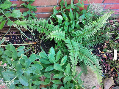 IMG_20200930_092548_Polystichum_setiferum_Divisilobum.jpg