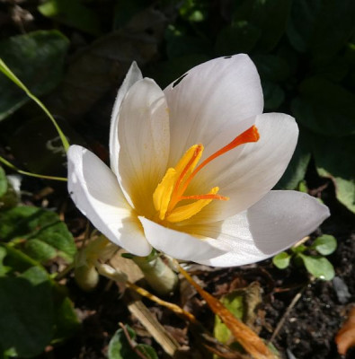 Crocus cartwrightianus albus 200930 k.jpg