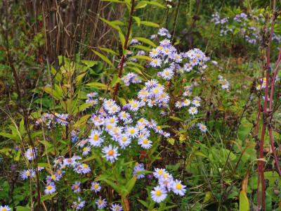 Aster P9280067.JPG