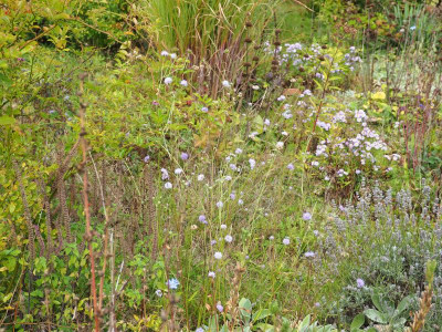 Teufelsabbiss und Aster P9280072.JPG