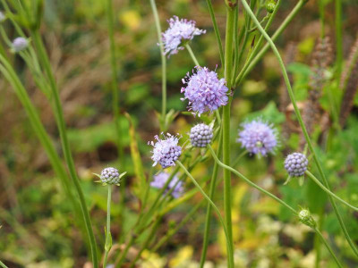 Teufelsabbiss Succisa pratensis P9280070.JPG