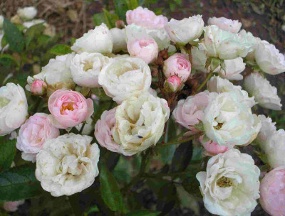 Jeanny_Soupert_klein_P7290253.jpg