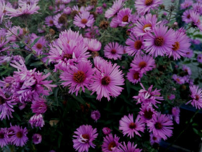 IMG_20201001_091735.jpg