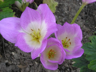 ROSY DAWN 9140022.JPG