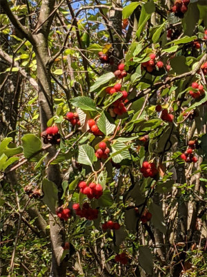 evt.-Sorbus-aria.jpg