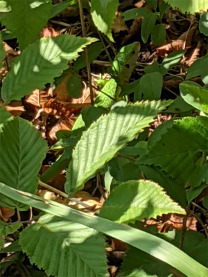 Lacerta-bilineata.jpg