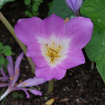 ROSY DAWN dreieckig.jpg
