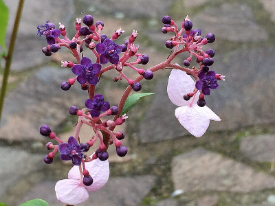 2020-10-01 Cardiandra formosana 1.jpg