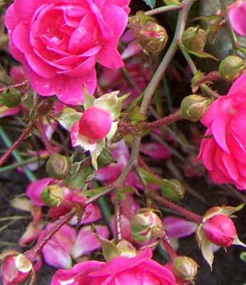 Knospen_Bodendecker.jpg