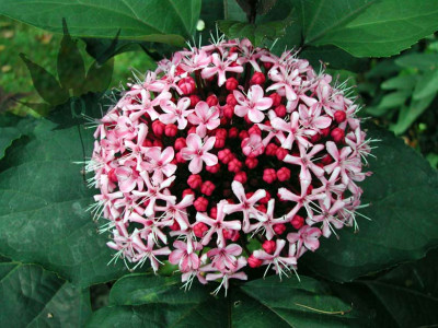 clerodendrum_bungei_3.jpg