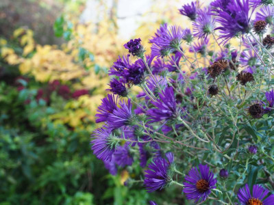 Aster Nachtauge PA020066.JPG