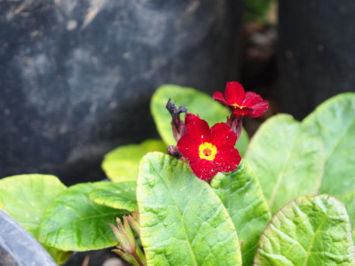 Primula Poly rot PA020060.JPG