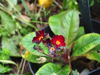 Primula Poly mittel rot PA020061.JPG