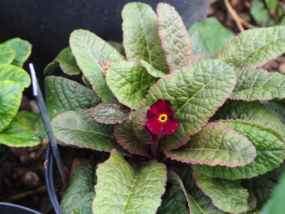 Primula Poly dunkel Rot PA020059.JPG